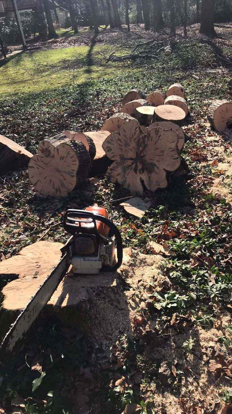 Tree Services: Tree Cutting
