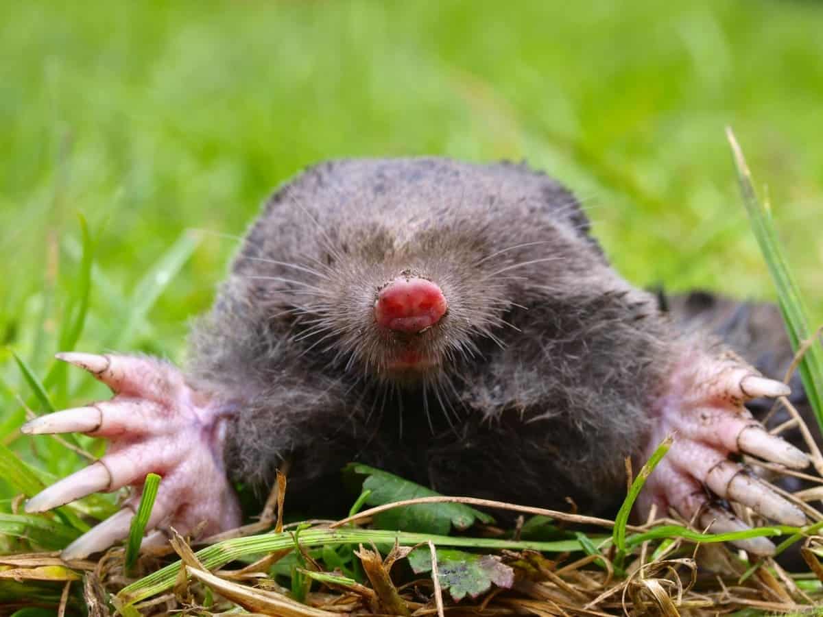 How to Get Rid of Moles with Vinegar and Marshmallows